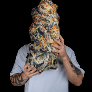 Pilloweed Cream Mandarin M